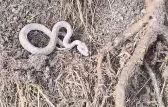 Kış uykusuna yatmayan yılan kameralara yansıdı