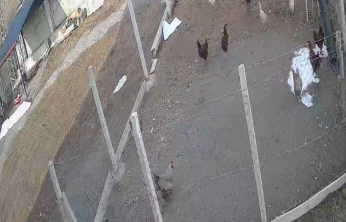 Kümese giren tilki tavuğu alıp götürdü: O anlar kamerada