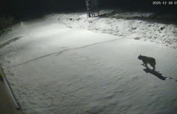 Malatya'da 'vaşak görüntülendi