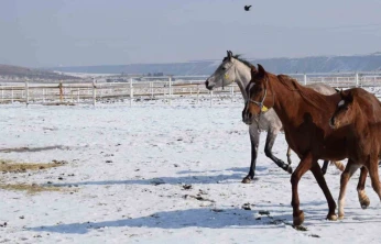 Malatya'da 2026 şampiyon adayı taylar dünyaya gelmeye başladı