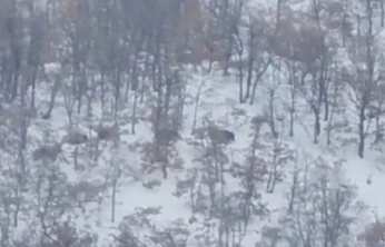 Malatya'da aç kalan domuz ve kurtlar, yerleşim yerlerine indi