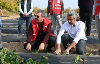 Malatya'da çilek yetiştiriciliğinde hibe destekli proje başladı