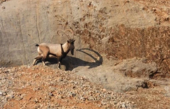 Malatya'da dağ keçileri görüntülendi