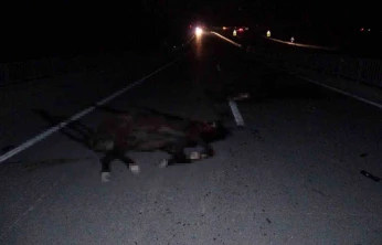 Malatya'da feci olay: Milyonluk taylar karayolunda telef oldu