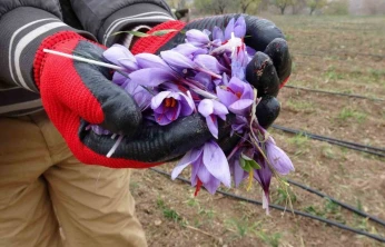 Malatya'da gramı 600 TL olan safran yok satıyor