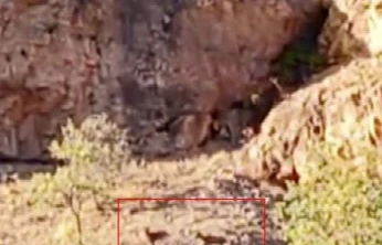 Malatya'da sürü halindeki yaban keçileri görüntülendi