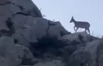 Malatya'da yaban keçileri görüntülendi