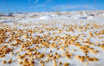 Malatya Darende'de yaban hayvanları için doğaya yem bırakıldı