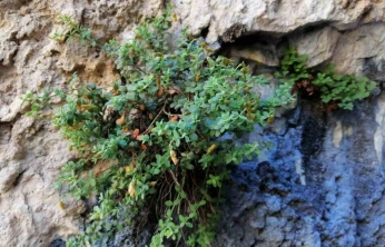 Malatya'ya özgü endemik bitki, sarı kantarondan daha etkili bulundu