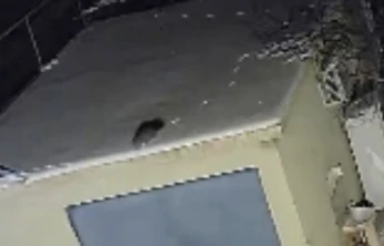 Nesli tükenme tehlikesi altında olan sansar görüntülendi