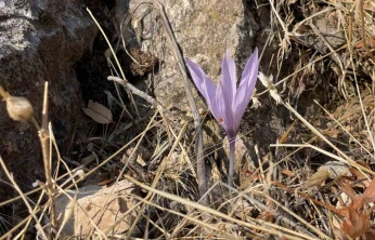 Ölbe Vadisi'nde sonbaharda nadir çiğdemler görüntülendi