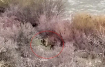 Palu'da balıkçının karşısına ayı ve yavrusu çıktı