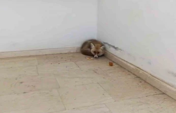 Palu'da okulun içine giren tilki kamerada