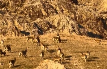 Palu'daki tarihi kalede dağ keçileri görüldü