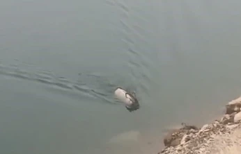 Sarp kayalıkların ustası baraj gölünde yüzerken görüldü