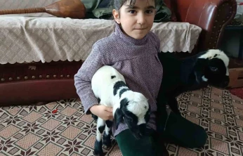 Soğuk hava kuzuları eve taşıdı: Elazığ'da yeni doğan kuzular biberonla besleniyor