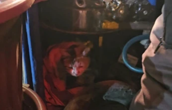 Sokak kedisine üşümesin diye kestane kazanının yanında bakıyor