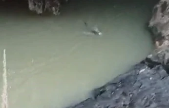 Su samuru balık avlarken görüntülendi