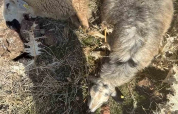 Sürüden ayrılan koyunları kurt kaptı: 28 koyun telef oldu