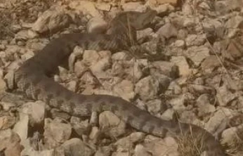 Tek ısırığı bir insanı öldürmeye yeten dev engerek yılanı görüntülendi