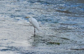 Tohma Çayı'nı mesken tutan balıkçıl kuşu ilgi görüyor