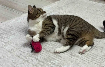 Uzmandan evcil hayvanlarda aşı uyarısı