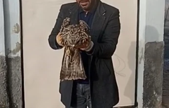 Yaralı kartal koruma altına alındı