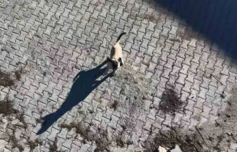 Yavru kangalın dronla imtihanı