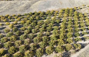 Zirai dondan etkilenen kayısı ağaçları gelecek yıl için umut veriyor