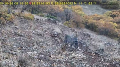 Avlanan vaşak ve yavruları fotokapana takıldı