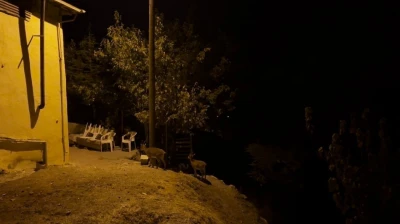 Dağ keçileri evlerin arasında yiyecek ararken görüntülendi