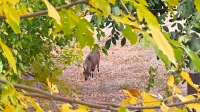 Dağ keçileri sonbahara renk kattı: Tunceli'de görsel şölen