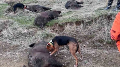 Elazığ'da avcılar sürü halinde domuz avladı