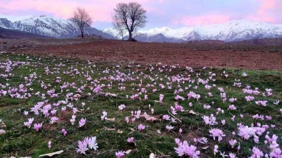 Elazığ'da baharın habercisi çiğdemler erken açtı