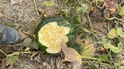 Elazığ'da bahçeler domuzlarının istilasına uğradı