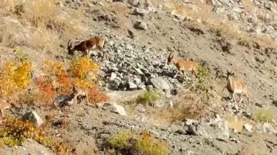 Elazığ'da dağ keçileri sürü halinde görüntülendi