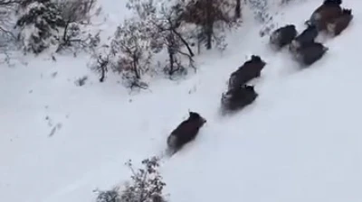 Elazığ'da domuz sürüsü dron ile görüntülendi