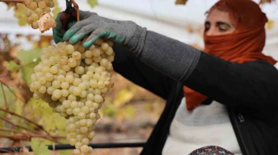 Elazığ'da donun vurduğu üzümde rekolte yüzde 80 düştü
