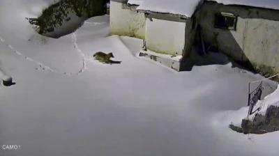 Elazığ'da evin çevresinde yiyecek arayan kurt kamerada