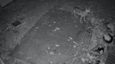 Elazığ'da evin etrafında yiyecek arayan çakal kamerada