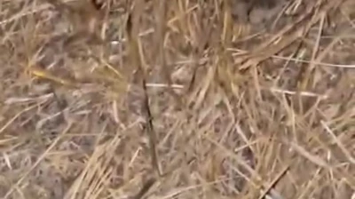 Elazığ'da sarıkız örümceği ile kedinin mücadelesi kamerada