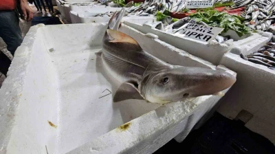 Elazığ'da satışa çıkarılan köpek balığı ilgi odağı oldu