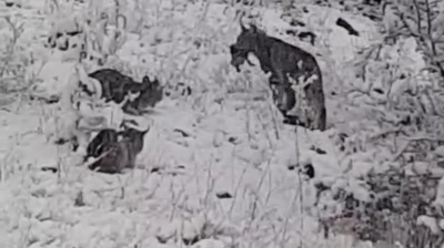 Elazığ'da vaşak ailesi görüntülendi