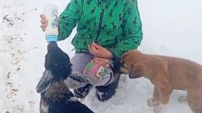 Fırtınada kaybolan kuzu 3 gün sonra sağ bulundu