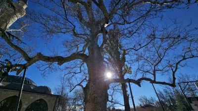 Harput'un 3 asırlık çınarı yıllara meydan okuyor