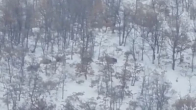 Malatya'da aç kalan domuz ve kurtlar, yerleşim yerlerine indi