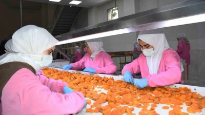 Malatya'da kuru kayısıda 11 ayda 275 milyon dolar gelir elde edildi