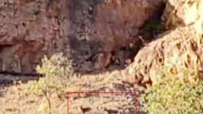 Malatya'da sürü halindeki yaban keçileri görüntülendi