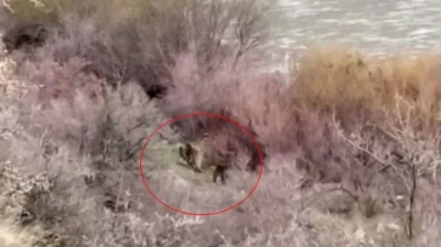 Palu'da balıkçının karşısına ayı ve yavrusu çıktı