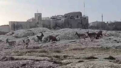 Sabah saatlerinde dağ keçileri sürü halinde ortaya çıktı